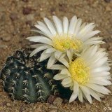 Echinocereus pulchellus sharpii -JL161.jpg